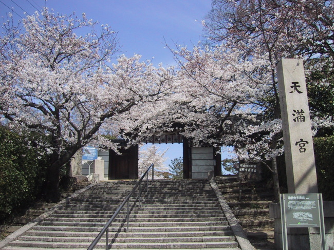 満開の桜