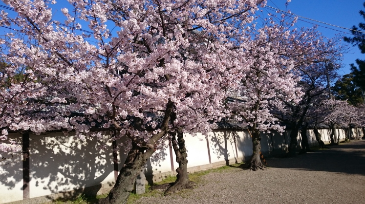 満開の桜